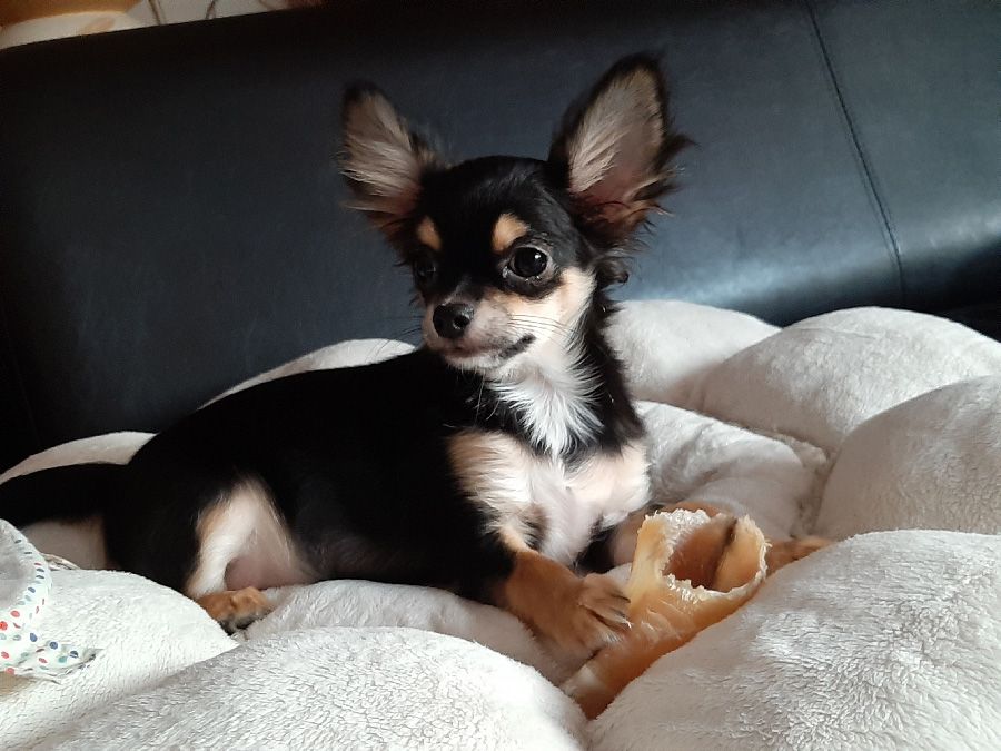 Rayman De La Vallée Des Cèdres Bleus