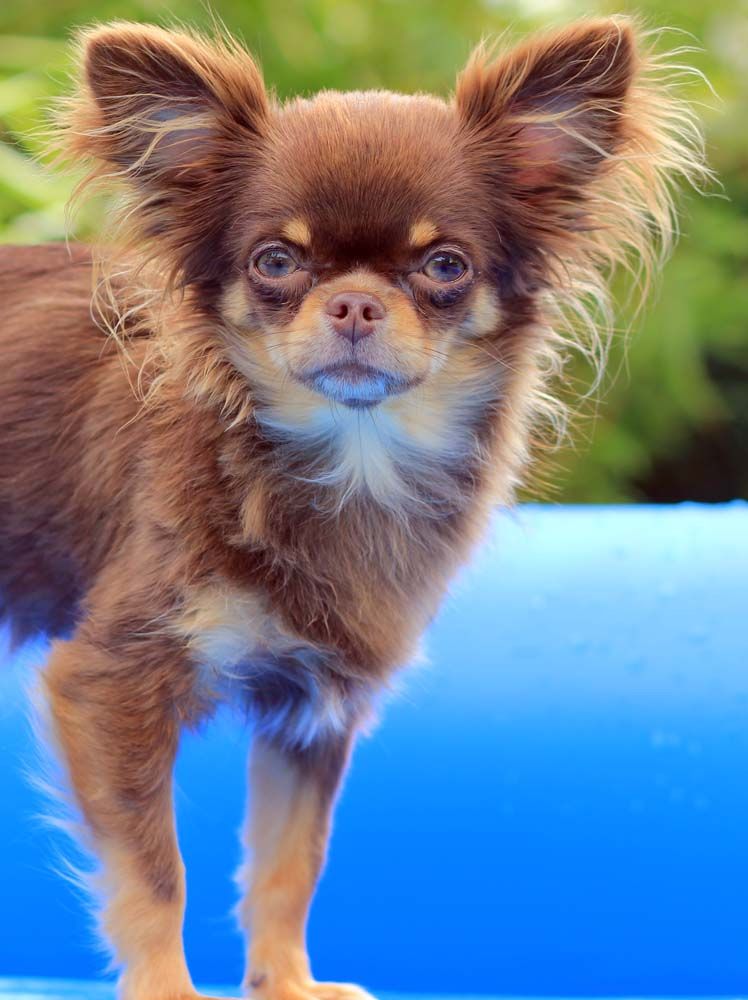 Oupla hoop (olya) De La Vallée Des Cèdres Bleus
