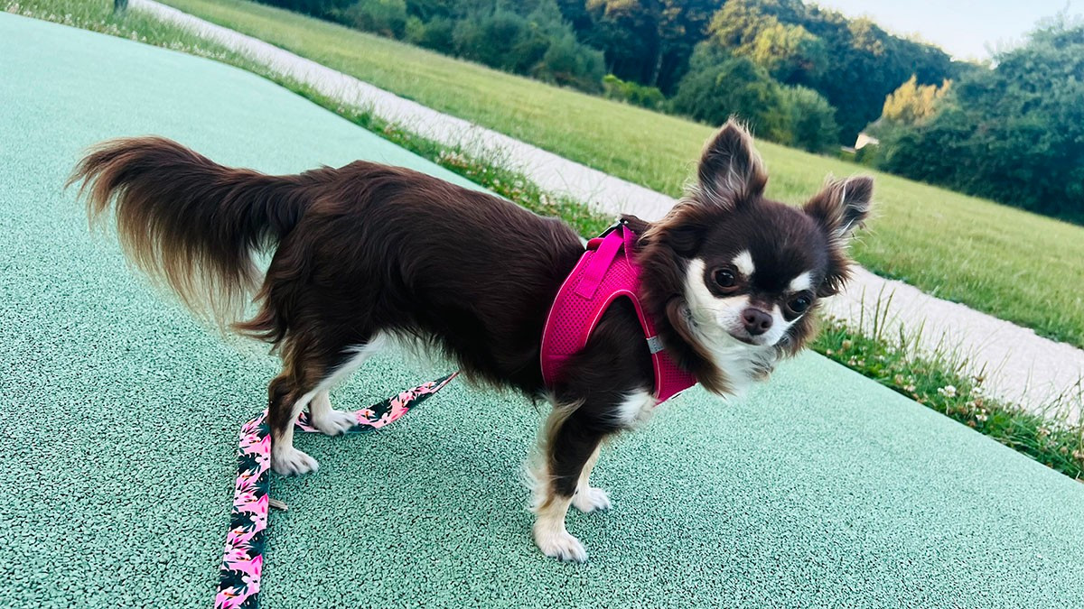 TOUNDRA Ferme De Laine