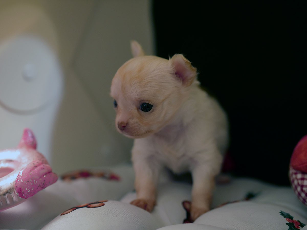 De La Vallée Des Sables D'or - Chiots disponibles - Chihuahua