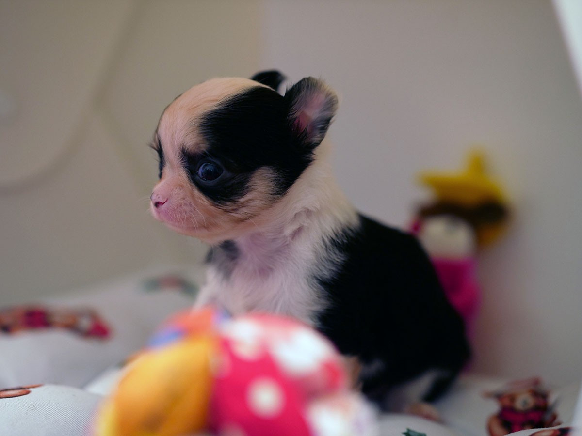 De La Vallée Des Sables D'or - Chiots disponibles - Chihuahua