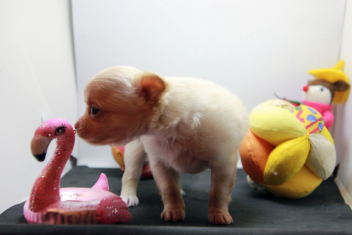 De La Vallée Des Sables D'or - Chiots disponibles - Chihuahua