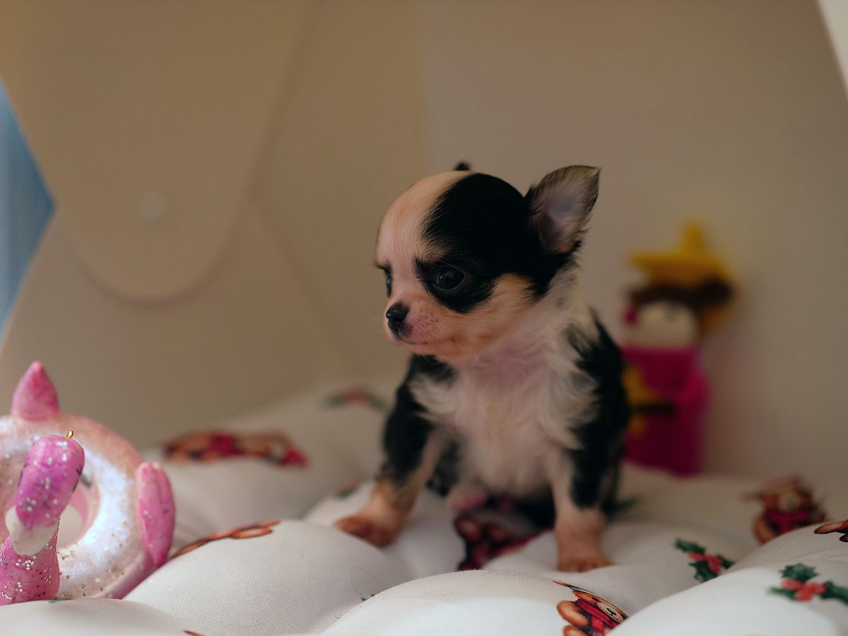 De La Vallée Des Sables D'or - Chiots disponibles - Chihuahua