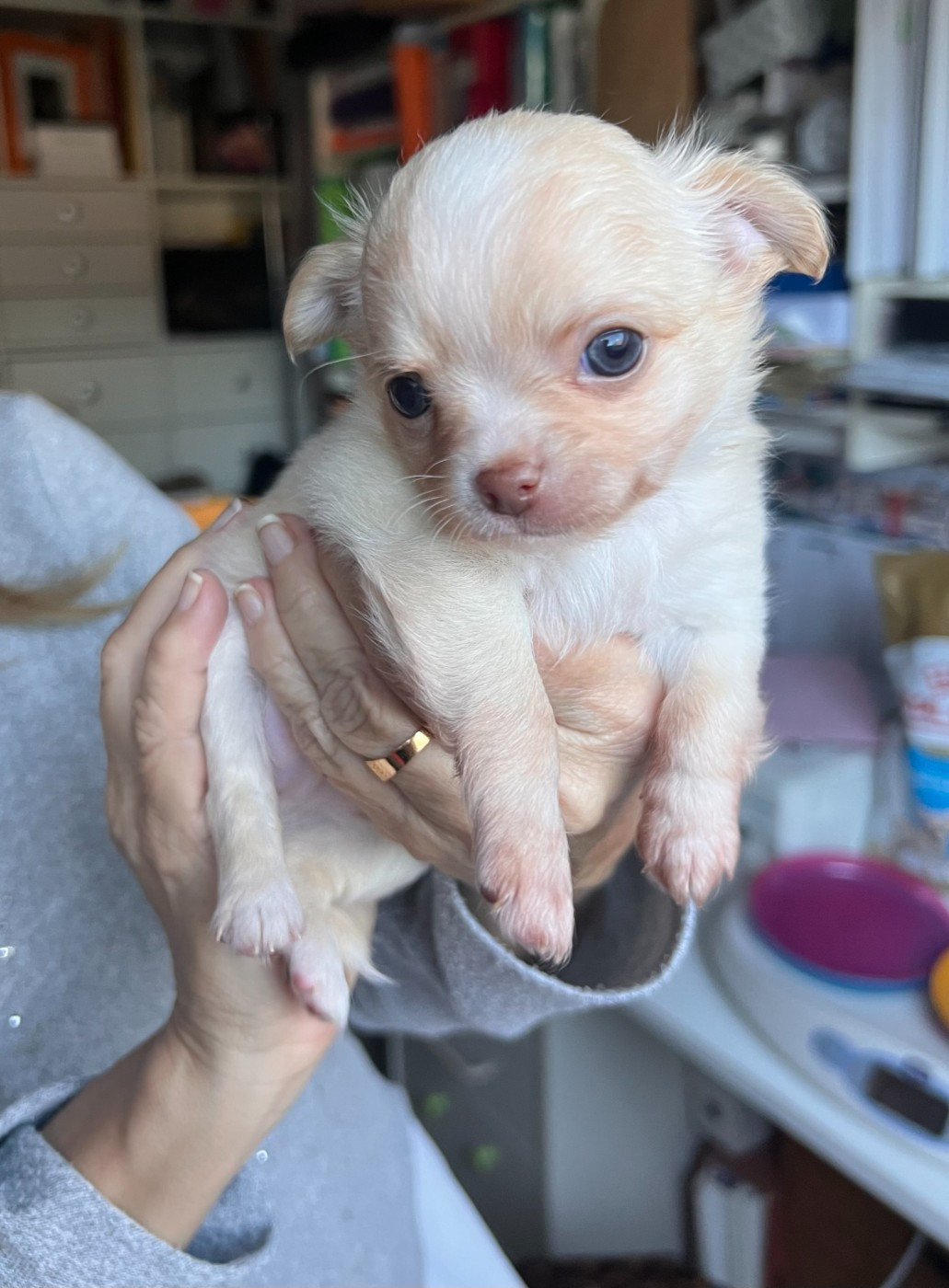 De La Vallée Des Sables D'or - Chiots disponibles - Chihuahua