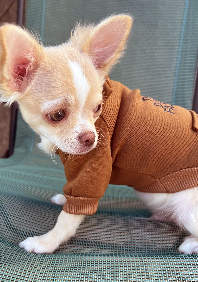 De La Vallée Des Sables D'or - Chihuahua - Portée née le 12/12/2025