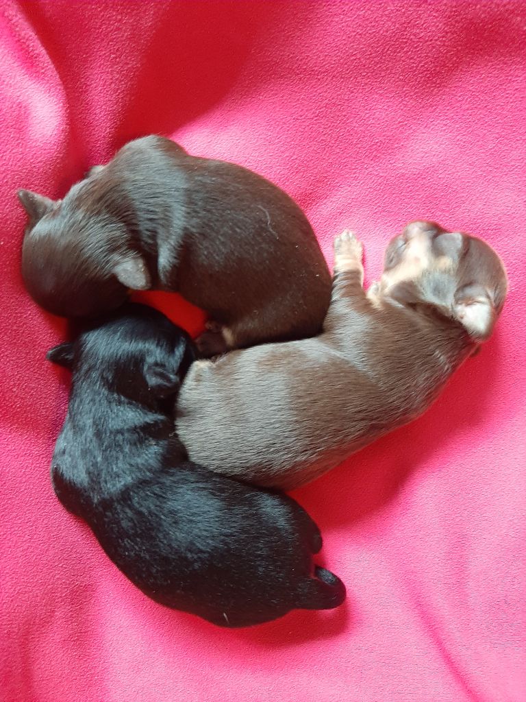 De La Vallée Des Sables D'or - Chihuahua - Portée née le 03/10/2020